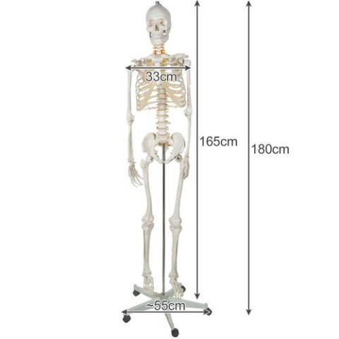 Szkielet człowieka- 170cm Malatec 22583 Szkielet człowieka- 170cm Malatec 22583
