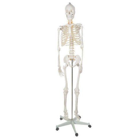 Szkielet człowieka- 170cm Malatec 22583 Szkielet człowieka- 170cm Malatec 22583