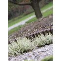 PALISADA OGRODOWA OBRZEŻE TRAWNIKOWE 250CM IPBO TERAKOTA