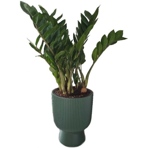 DONICZKA DO KWIATÓW MILLY NA NODZE ŚR 24CM JASNY SZARY DONICZKA DO KWIATÓW MILLY NA NODZE ŚR 24CM JASNY SZARY